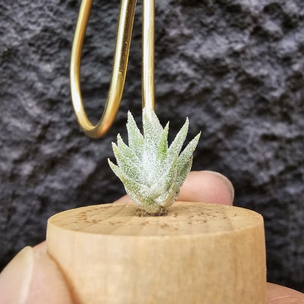 長莖Minor/Tillandsia ionantha van minor form 