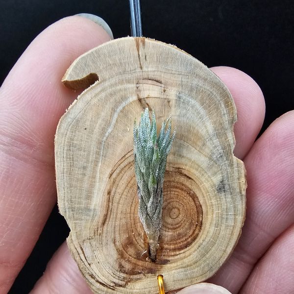 彈頭(阿根廷)/Tillandsia pedicellata(Argentina) 