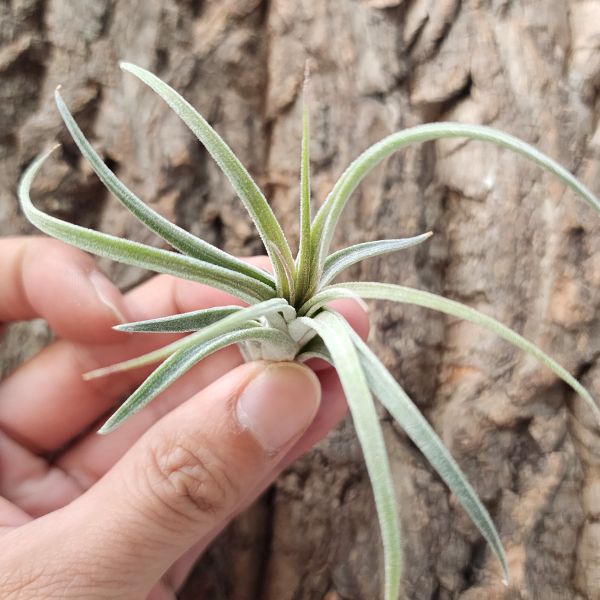 小精靈-巨型×香檳/Tillandsia Ionantha Giant × chiapensis 