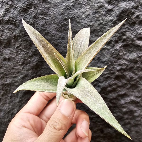 高原×女王頭/Tillandsia sphaerocephala × caput-medusae 