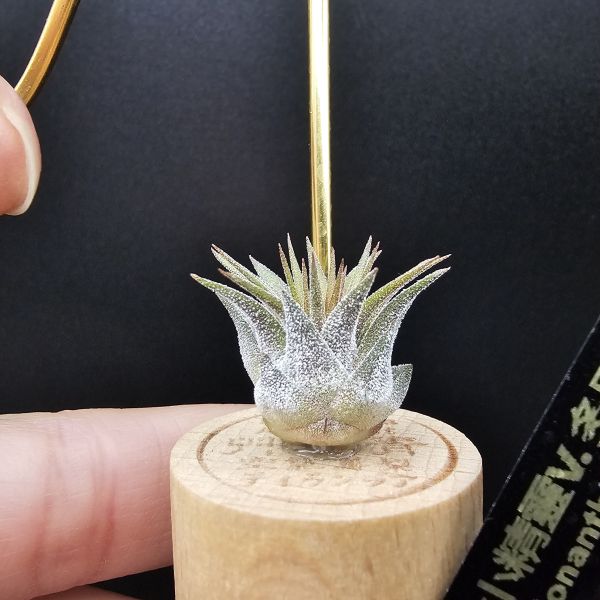 小精靈V.多國花/Tillandsia ionantha v. stricta~圖四母株參考，成株為密集細硬葉的表現表現，光照穩定會顯暗紅色！ 