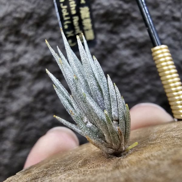 橙花媳婦 × 龍精靈/Tillandsia erici × ionantha Ron(TI) 