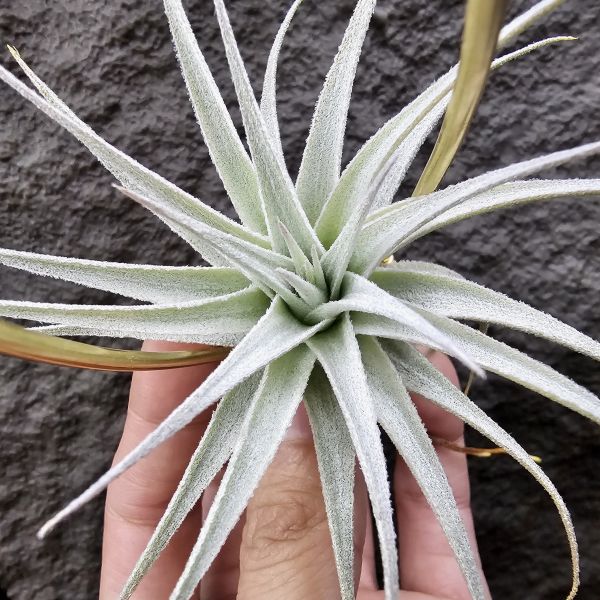 薄紗變異(紫花)/Tillandsia gardneri v. rupicola purple form 