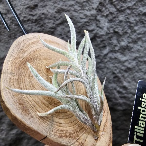 蘭吉諾薩/Tillandsia languinosa(Europe) 