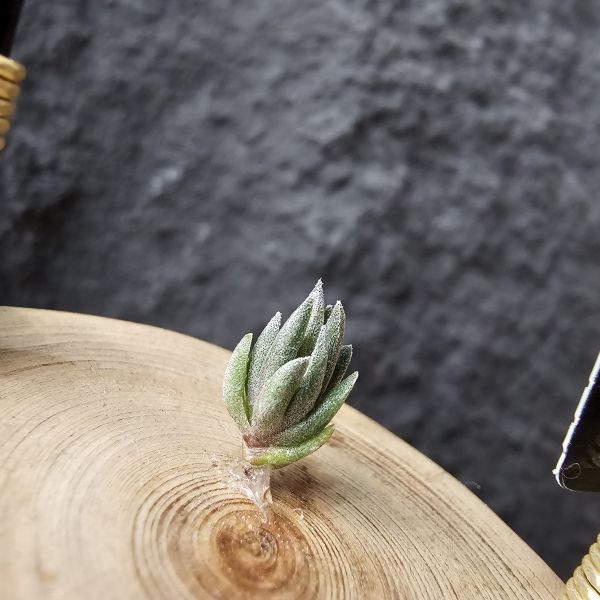 銀冰×雪鵝/Tillandsia chiletensis × SP. 