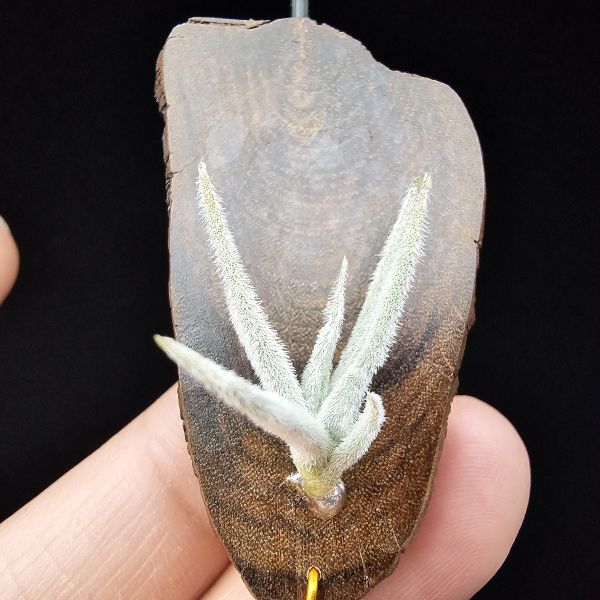 毛腸/Tillandsia santiagoensis 