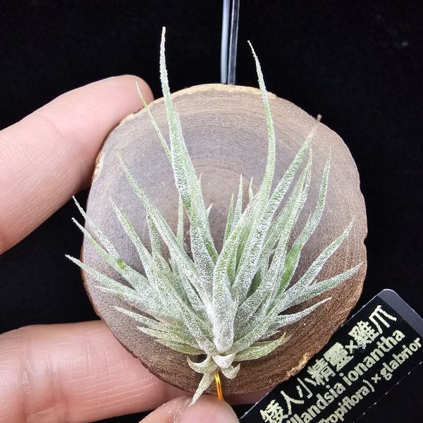 New~小矮人精靈×雞爪(精靈爪?)/Tillandsia ionantha Enano(Tropiflora) × glabrior~熱帶'小矮人精靈'與銀葉質感的'雞爪'交種，有點奇葩XD~叢生滿美、毛毛的~ 