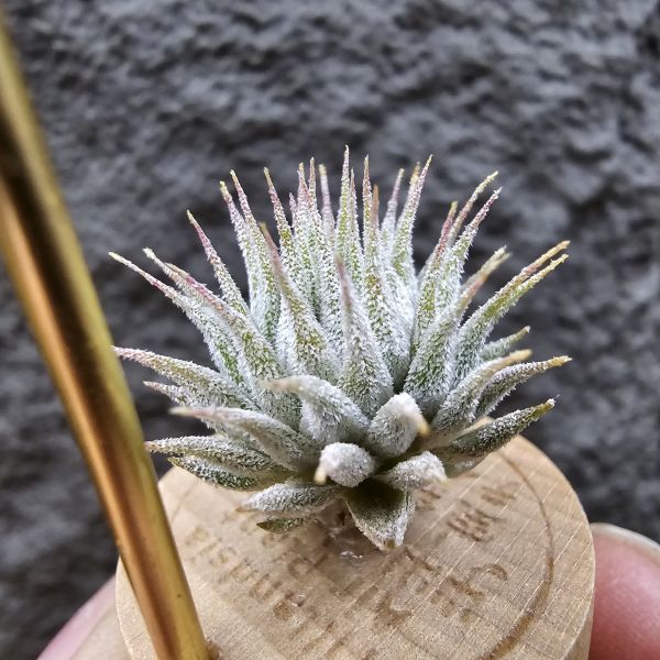 圖騰小精靈/Tillandsia ionantha Totem Pole 