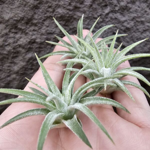 鳥岩AP小精靈(不挑株)/Tillandsia ionantha Apretado(Bird Rock) 