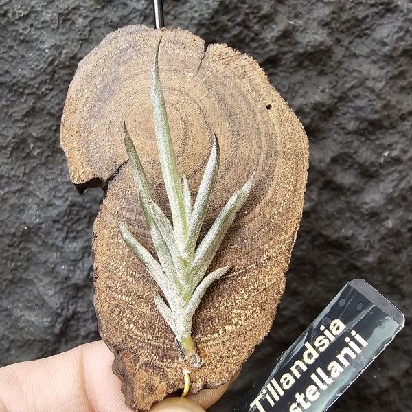 卡斯塔拉米(成株尺寸)/Tillandsia castellanii(Argentina)~阿根廷原生種，黃色瓣狀花，圖四可參考叢生型態 
