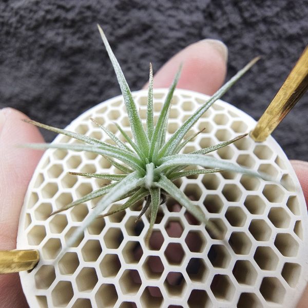 R燒×薄變紫花/Tillandsia roseifolia(正R燒)×Tillandsia gardneri var. rupicola (TF) 