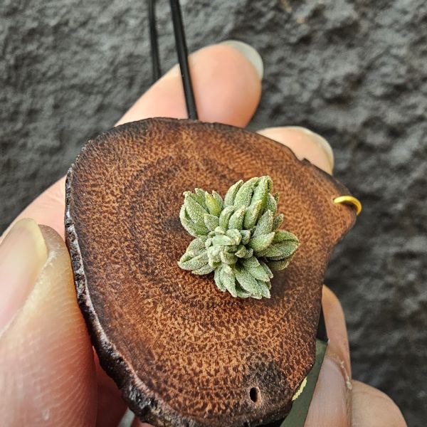 白天鵝(實生群)/Tillandsia barfussii seedling~實生苗在成長過程中皆有持續增生芽的可能！ 