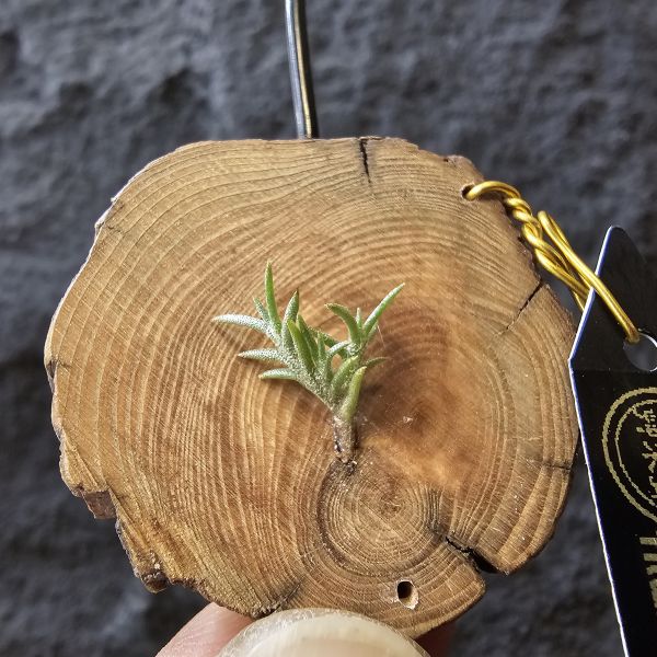 卡畢拉瑞斯-小型/Tillandsia Capillaris lottes 