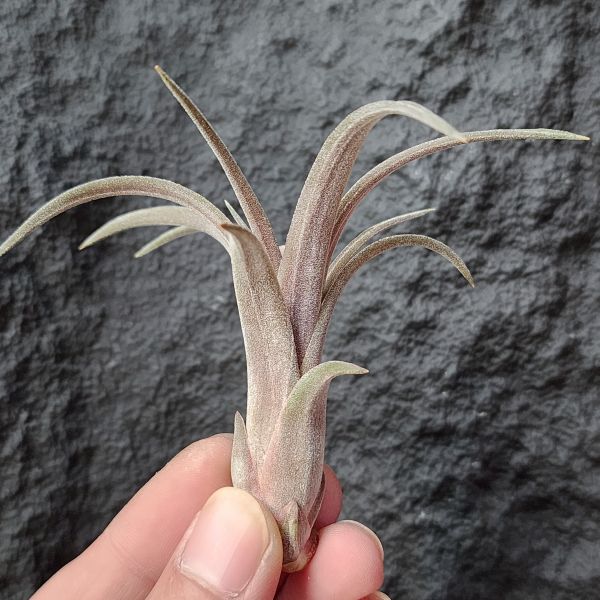 維多利亞×科帕尼西斯-稀少(Europe)~/Tillandsia Victoria × Copanensis 