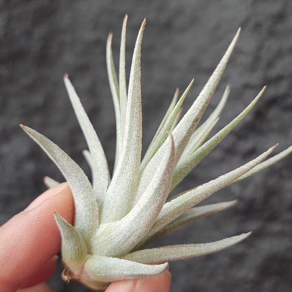 卡麥拉/Tillandsia Comarapaensis Mini 