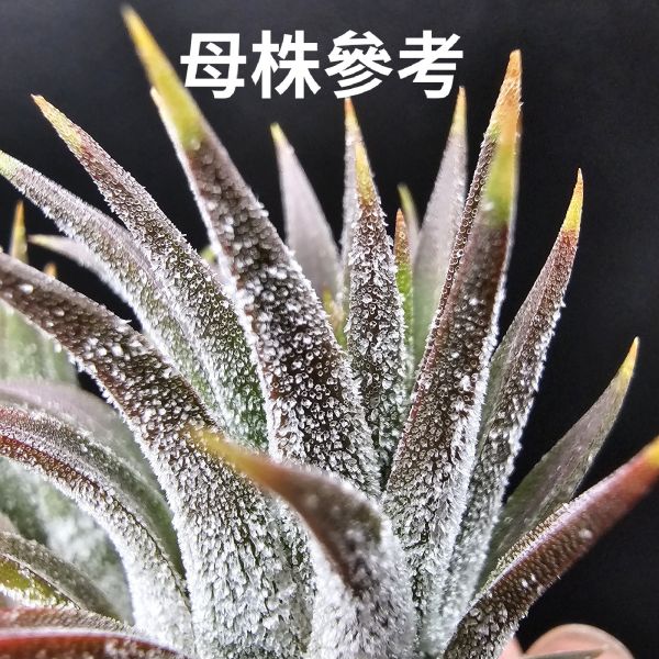 瑪雅之羽(少見)不挑株！/Tillandsia ionantha 'Mayan Feathers'~葉片厚實，光照、溫差會扁暗棕的顯色，鱗毛表現也很不錯，圖1~3為母株參考！販售植株為4~5側芽！ 