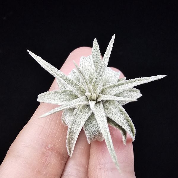 歐洲莫氏(台產首芽)/Tillandsia mauryana(Europe) 