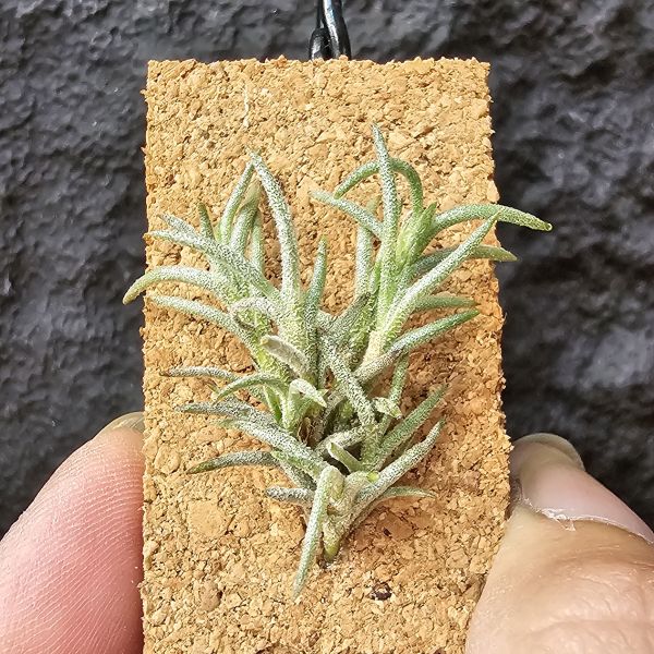 卡畢(阿根廷野採)/Tillandsia capillaris(Argentina) 