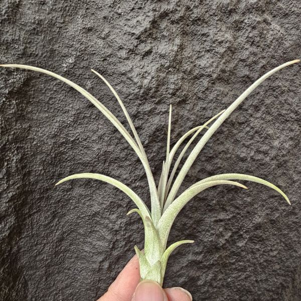 噴泉(顯紫)/Tillandsia exserta~挑選育種會顯色的個體！ 