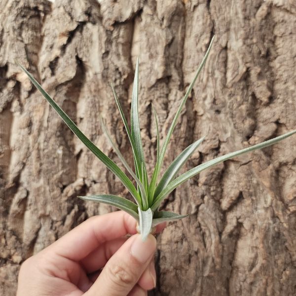 尤利酷拉塔×空可樂/Tillandsia Utriculata v Prengelii × Concolor 