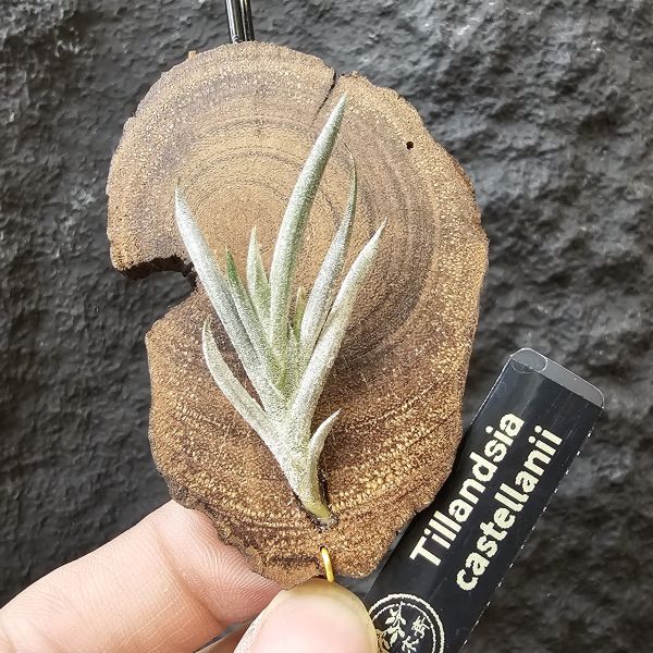 卡斯塔拉米(成株尺寸)/Tillandsia castellanii(Argentina)~阿根廷原生種，黃色瓣狀花，圖四可參考叢生型態 
