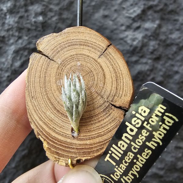蘿莉閉葉(自然交種)/Tillandsia loliacea close Form(bryoides hybrid) 
