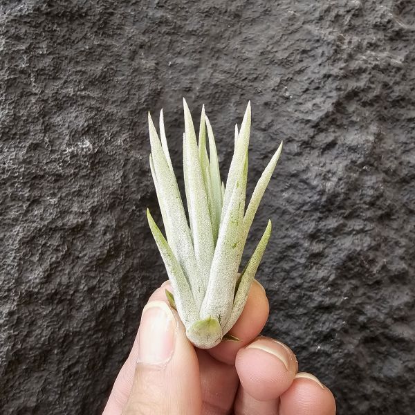 斜角巷/Tillandsia plagiotropica 