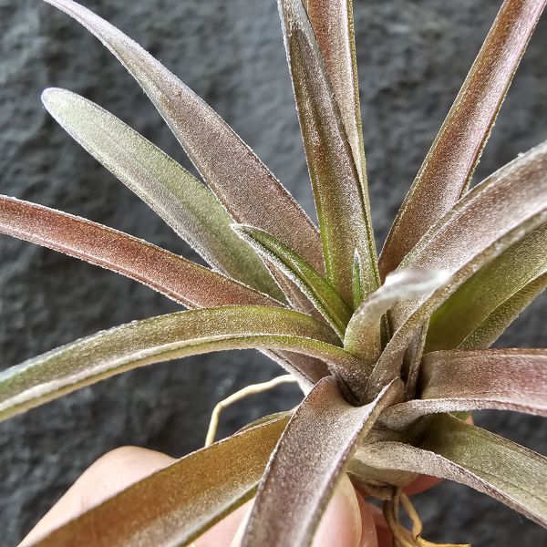 粗皮-紅色型交種/Tillandsia schatzlii Red x 