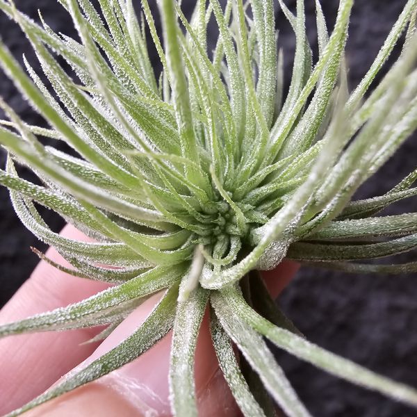 綴化小精靈-雨林/Tillandsia ionantha monstrose(RFI) 