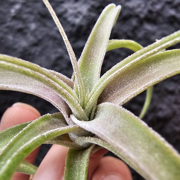 滷肉×迷你電捲Ycb(側芽非實生)/Tillandsia novakii × diguetii 