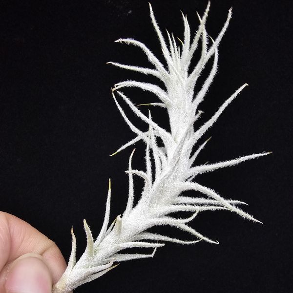 小白龍/Tillandsia stellifera 