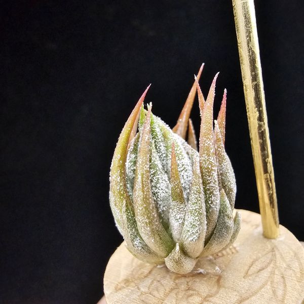 歐洲榛果(特殊)/Tillandsia ionantha Hazelnut (Europe)~肌肉感十足，成株為集束形態，多年前由歐洲農場挑選的一顆特殊個體，做為栽培的種。 