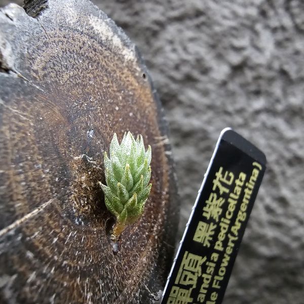 彈頭(黑紫花)/Tillandsia pedicellata Purple Flower(Argentina) 