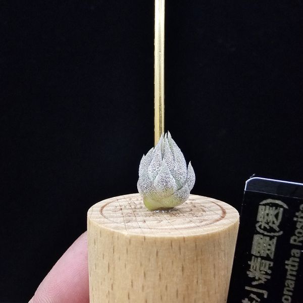 羅西塔小精靈(選拔)/Tillandsia ionantha Rosita~形態集束，成株葉子較短的選拔個體、圖四母株參照！ 