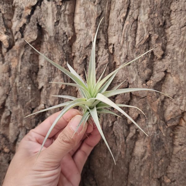 霸王鳳×巨獸/Tillandsia Xerographica × Guenther-Nolleri 