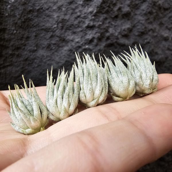 歐洲榛果(都很漂亮不挑株)/Tillandsia ionantha Hazelnut (Europe) 
