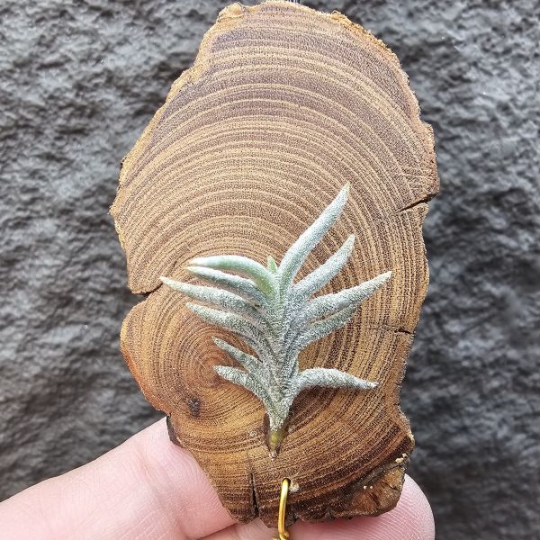 帕姆塔塔/Tillandsia permutata(Europe) 