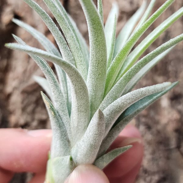 小精靈×哈里斯/Tillandsia Ionantha × Harrisii 