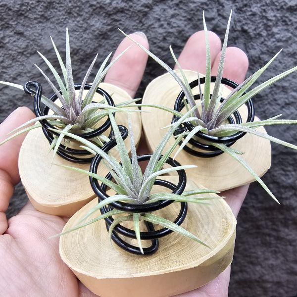 霸王×多明尼加(已顯色，不挑株，不含底座)/Tillandsia xerographica × capitata v. Doming~霸王開花結種莢時間長久，與多明尼加交種，帶養四年之久手孵苗，希望將來有霸王寬葉下包特徵、多明尼加的顯色，霸氣帶紅的潛力股！ 