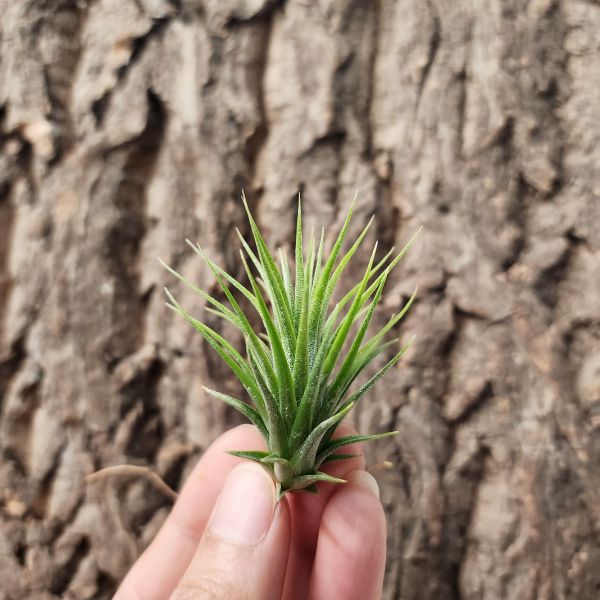 小狐尾×小精靈/Tillandsia Funckiana × Ionantha 