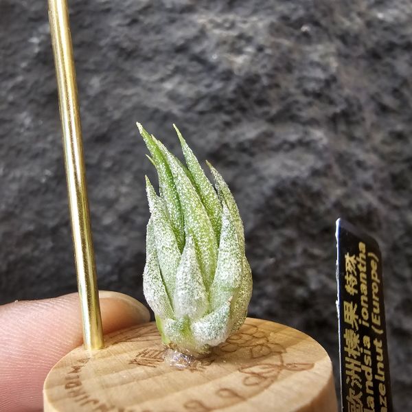 歐洲榛果(特殊)/Tillandsia ionantha Hazelnut (Europe)先前上架一掃而空的特殊個體，實際相較與一般的歐洲榛果有明顯差異，成株會更有肉感也大型些！早期由歐洲取得單一母株栽培的後代植株！ 