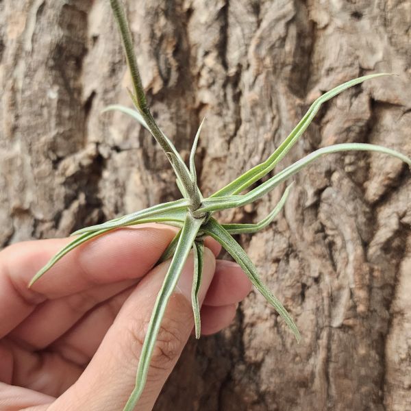 萊恩巴萊-香花/Tillandsia Reichenbachii 