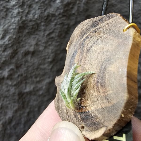 Tillandsia Muhriae(Europe)/法國原生種 