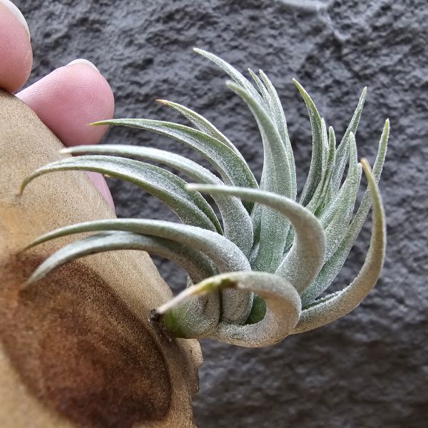 原種卡蜜拉(稀)/Tillandsia carminea(Europe)~正卡蜜拉，與野採個體是不同的品項也較罕見！ 