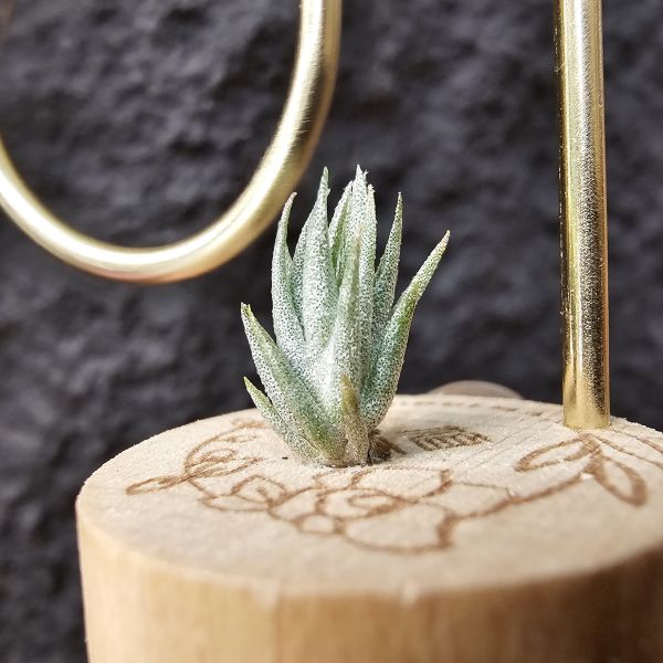 銀冰×露西/Tillandsia chiletensis × Luciille 