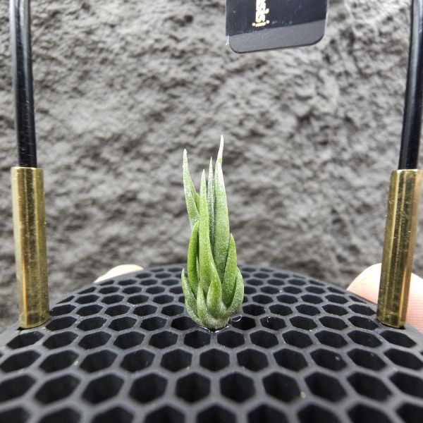 銀冰×BC/Tillandsia chiletensis × BC(streptophylla Belize  × chiapensis) 