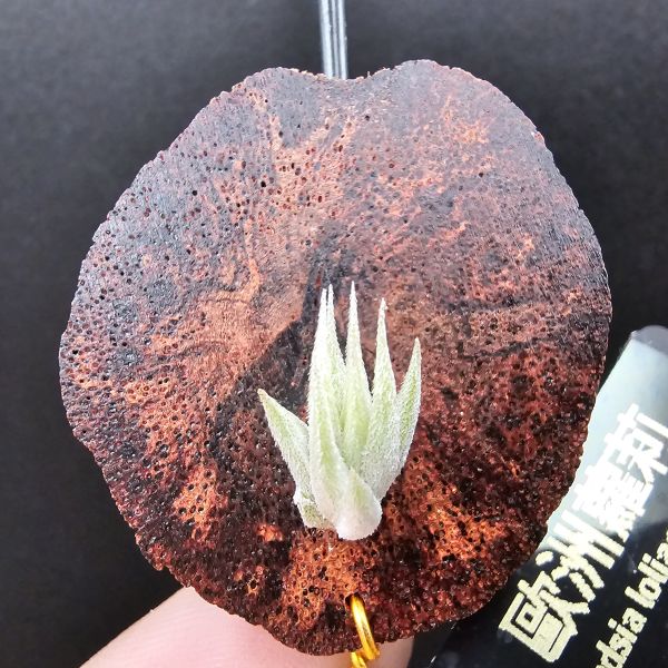 歐洲蘿莉/Tillandsia loliacea(Europe) 