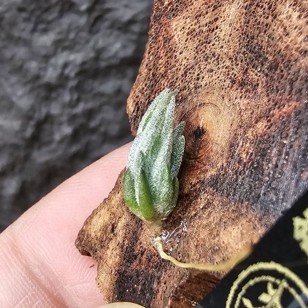 銀冰×歐洲xip/Tillandsia chiletensis × xiphioides(Europe) 