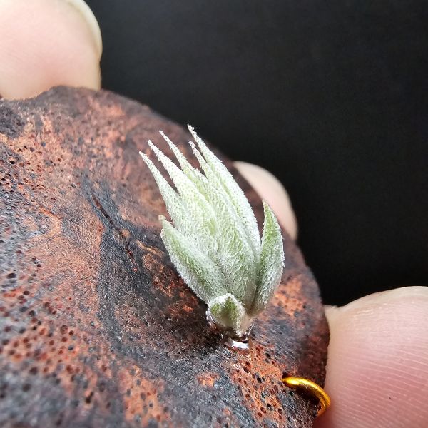 歐洲蘿莉/Tillandsia loliacea(Europe) 