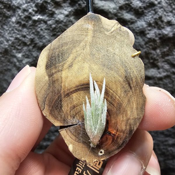 歐洲眉刷(小型少有)/Tillandsia cardenasii(Europe) 